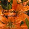 Bright orange lilies blooming with green leaves.