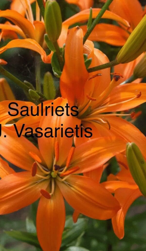Bright orange lilies blooming with green leaves.