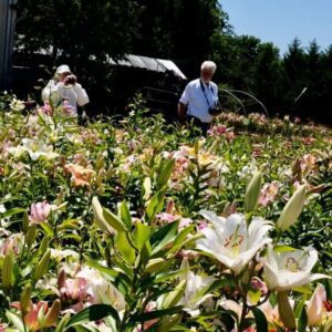 Two people walk through a vibrant flower field under a clear sky.