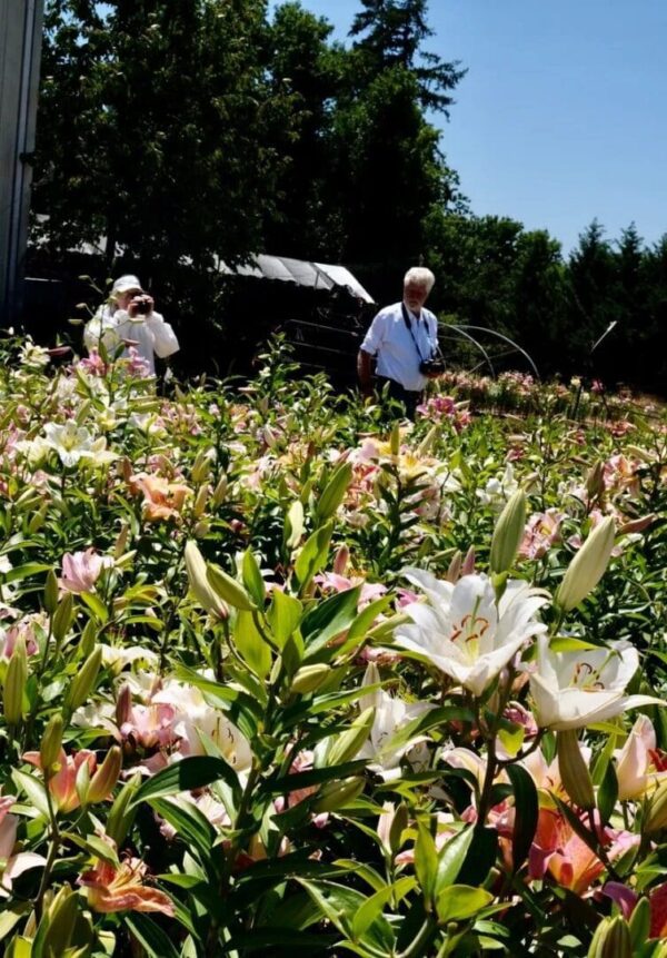 Two people walk through a vibrant flower field under a clear sky.