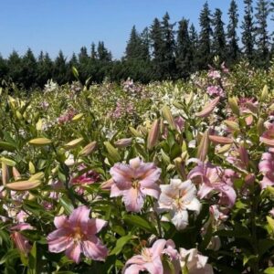 Field of blooming pink flowers under a clear blue sky.