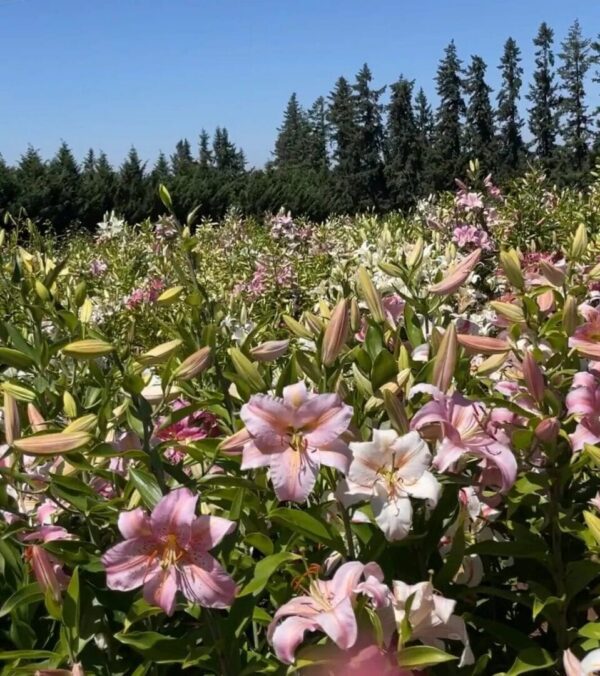 Field of blooming pink flowers under a clear blue sky.