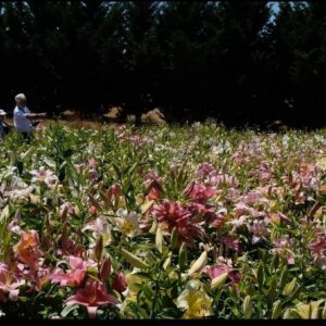 Person walking through a colorful flower field on a sunny day.