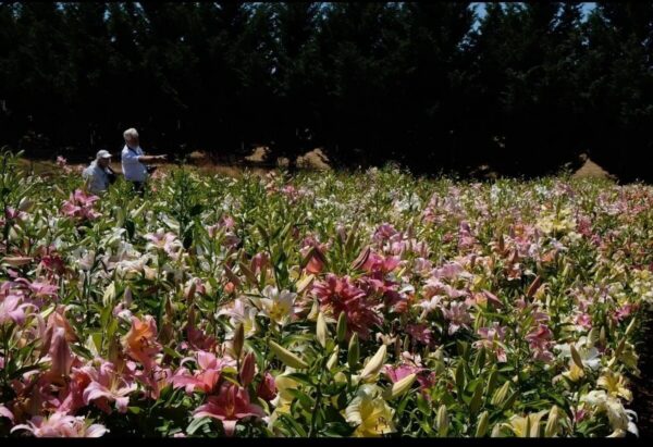 Person walking through a colorful flower field on a sunny day.