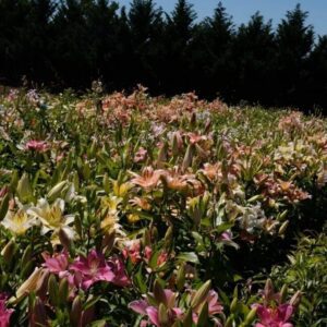A vibrant field of blooming lilies under a dark sky.