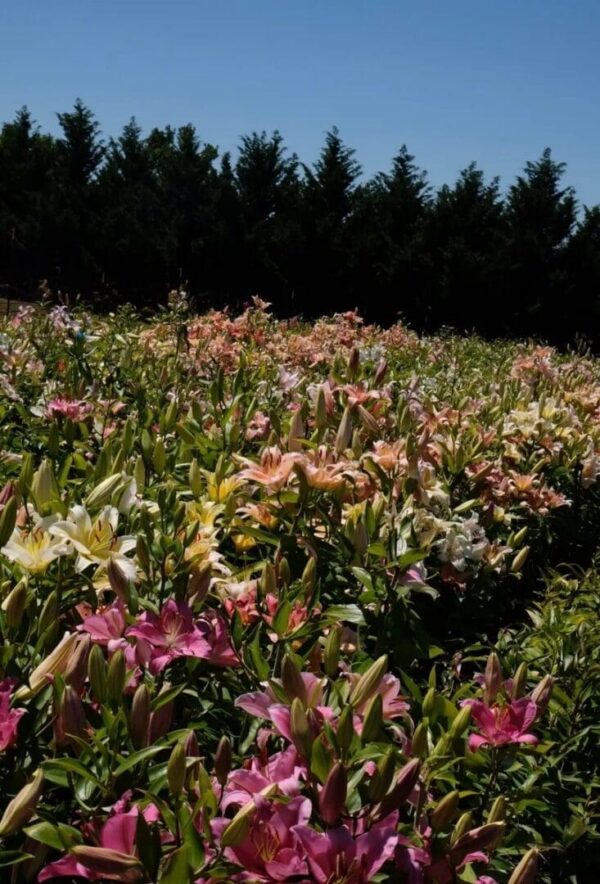 A vibrant field of blooming lilies under a dark sky.