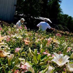 Two people enjoying a sunny day in a blooming garden.