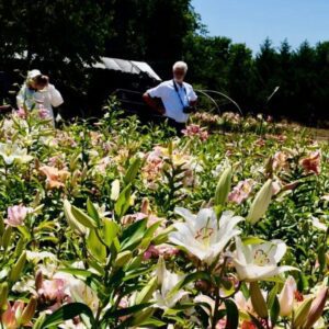 People exploring a vibrant flower field under a sunny sky.