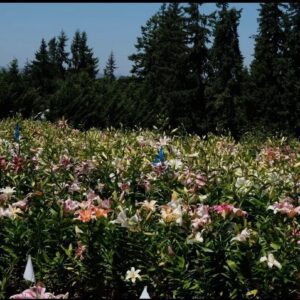 A field of blooming lilies under a clear sky with tall trees in the background.