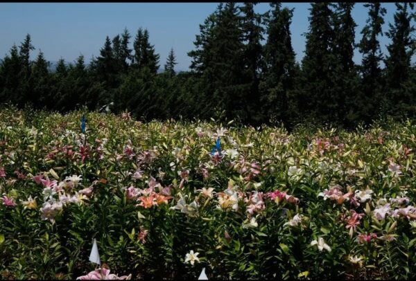 A field of blooming lilies under a clear sky with tall trees in the background.