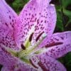 Close-up of a vibrant pink lily with dark spots and green foliage.