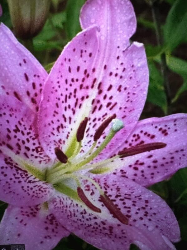 Close-up of a vibrant pink lily with dark spots and green foliage.
