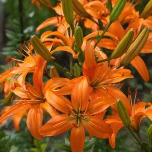 Bright orange lilies blooming in a garden.
