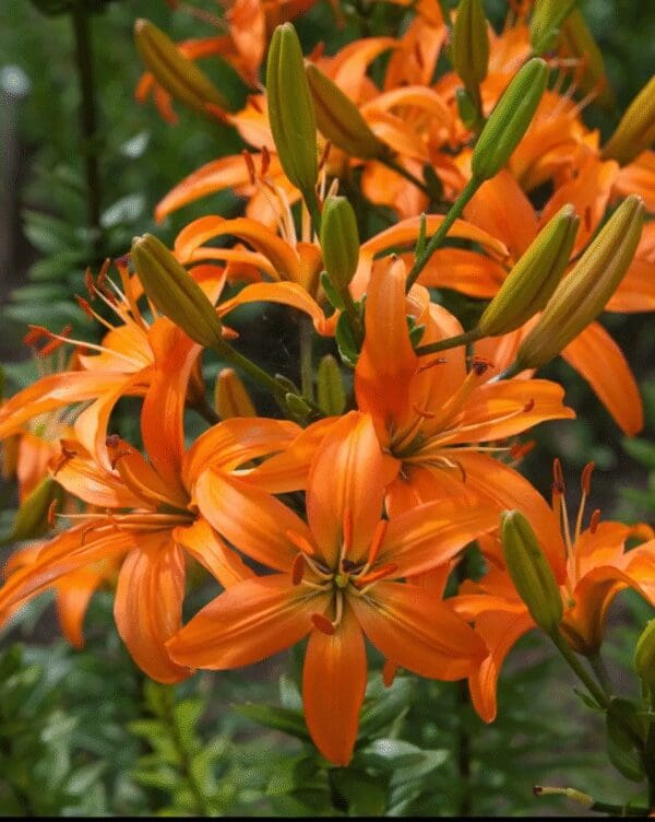 Bright orange lilies blooming in a garden.