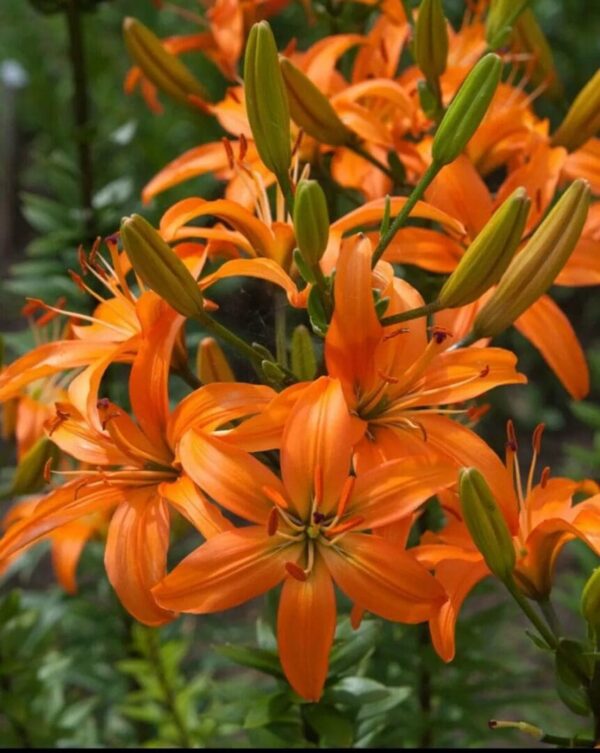 Cluster of vivid orange lilies with unopened buds