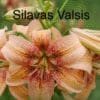 Close-up of a Silavas Valsis lily with soft peach petals and red speckles.