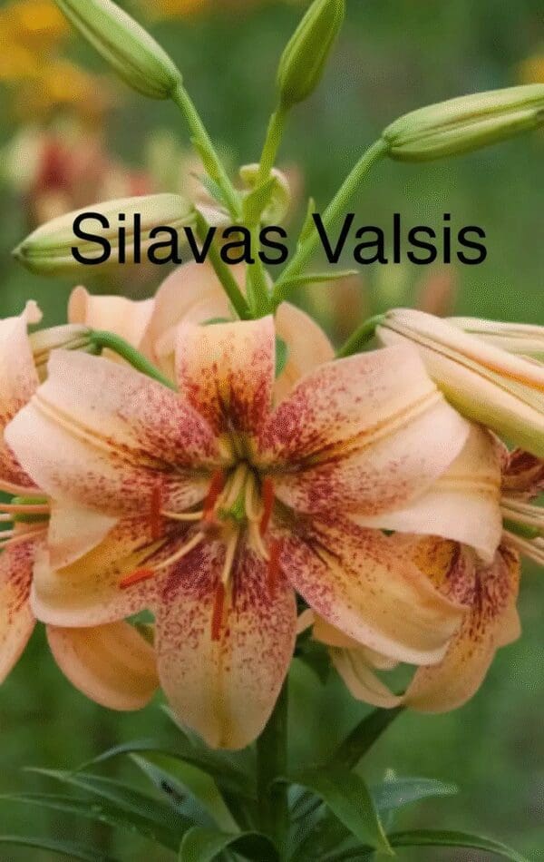 Close-up of a Silavas Valsis lily with soft peach petals and red speckles.