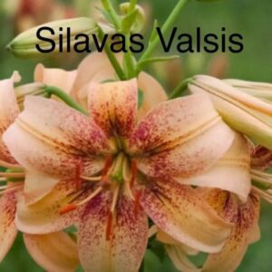 Close-up of a pink-orange Silavas Valsis lily flower in bloom.