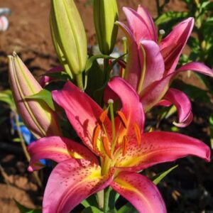 Bright pink lilies blooming in a garden.