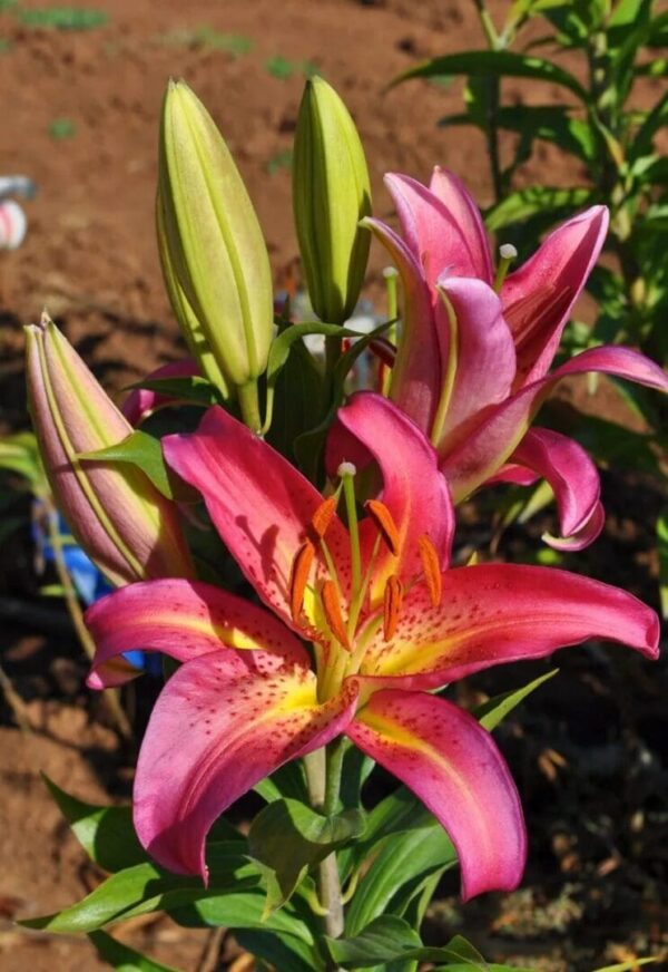 Bright pink lilies blooming in a garden.