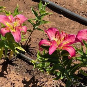 Bright pink flowers blooming in a garden bed with irrigation tubes.