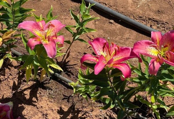 Bright pink flowers blooming in a garden bed with irrigation tubes.