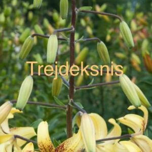 Close-up of yellow lily flowers with green seed pods on a plant.