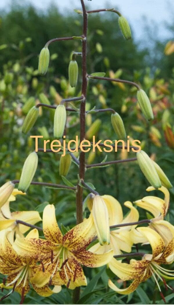 Close-up of yellow lily flowers with green seed pods on a plant.