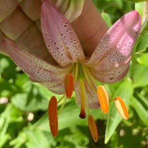 Close-up of pink lily flowers with orange stamens.