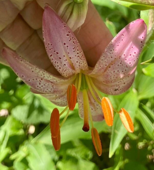 Close-up of pink lily flowers with orange stamens.