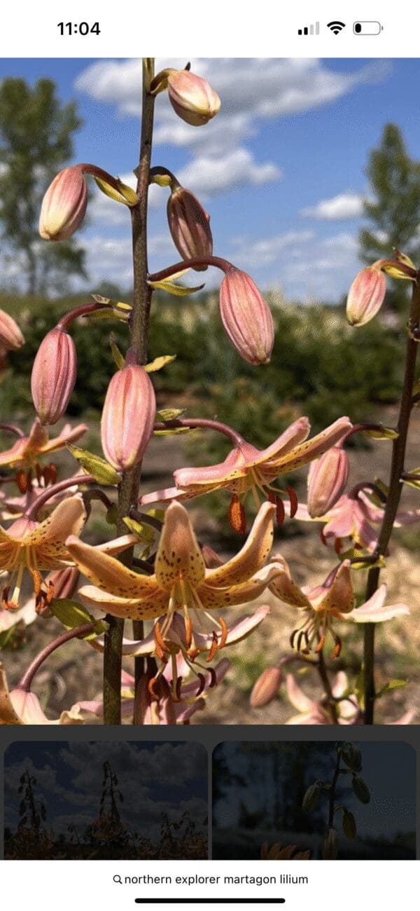 Close-up of striped tiger lily flowers in bloom outdoors.