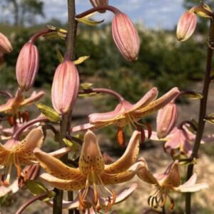 Close-up of striped tiger lily flowers in bloom outdoors.