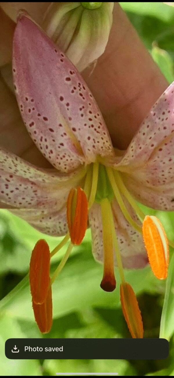 Close-up of a spotted pink lily with orange stamens.