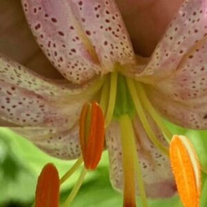 Close-up of a spotted pink lily with orange stamens.