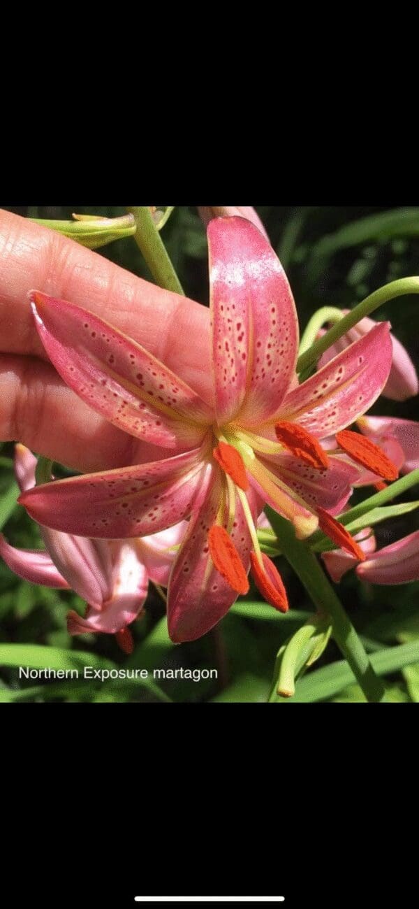 Close-up of a pink lily flower with detailed petals and green foliage.
