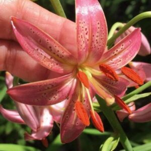Close-up of a pink lily flower with detailed petals and green foliage.