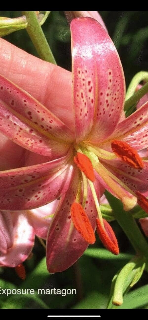 Close-up of a pink lily flower with orange stamens and speckled petals.