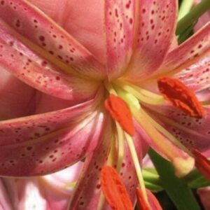 Close-up of a pink lily flower with orange stamens and speckled petals.