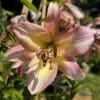 Close-up of a pink and yellow lily in sunlight.