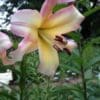 Close-up of a delicate pink and yellow lily flower with green leaves.
