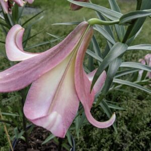 A close-up of a pink trumpet lily flower with green foliage.