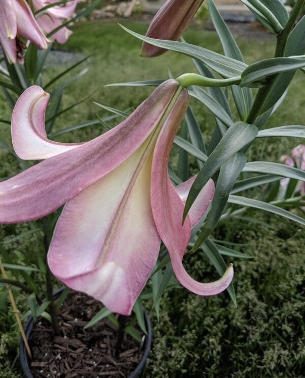 A close-up of a pink trumpet lily flower with green foliage.