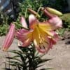 Pink and yellow lilies blooming in a garden.