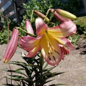 Pink and yellow lilies blooming in a garden.