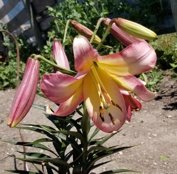 Pink and yellow lilies blooming in a garden.