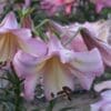 Close-up of delicate pink and white trumpet-shaped flowers.