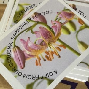 Close-up of special orchid greeting cards with pink and yellow flowers.
