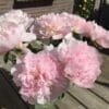 Soft pink peonies blooming in sunlight on a wooden surface.