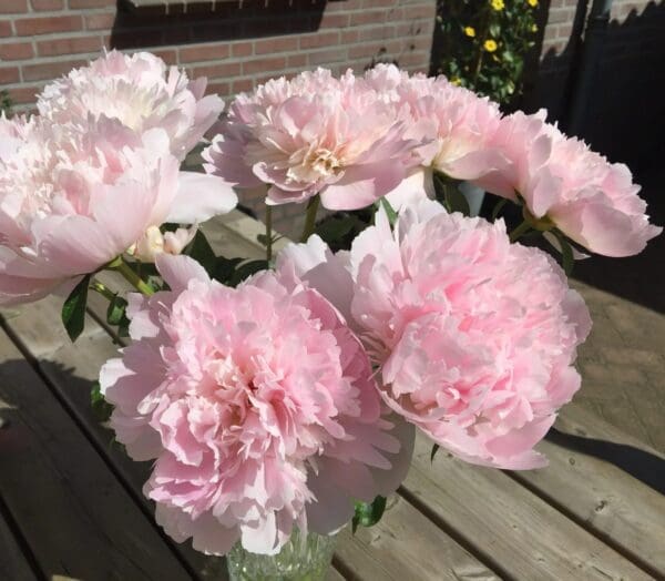 Soft pink peonies blooming in sunlight on a wooden surface.