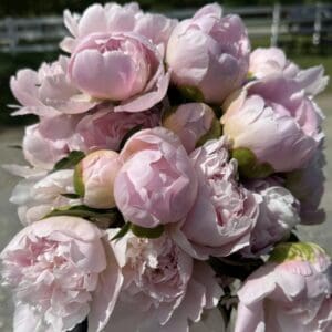 A bouquet of soft pink peonies in full bloom.
